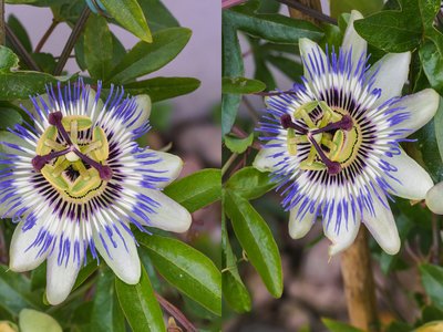 Passiflora