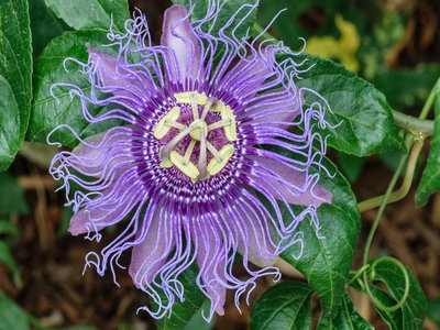 Passion Flower