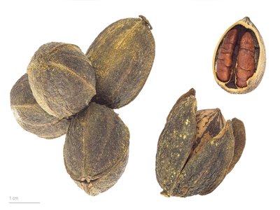 Pecan