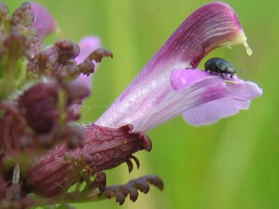 Pedicularis
