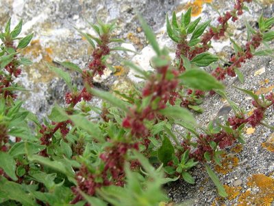 Pellitory