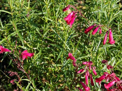 Penstemon
