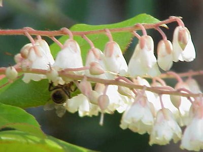 Pepperbush