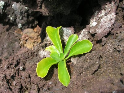Pepperwort