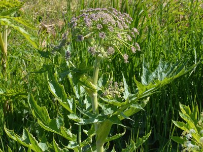 Persian Hogweed
