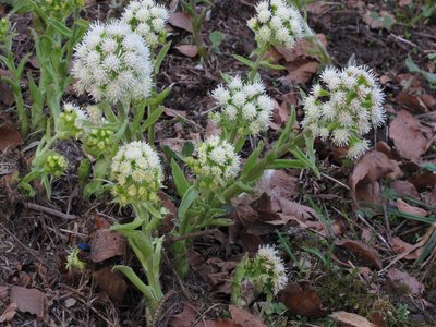 Petasites