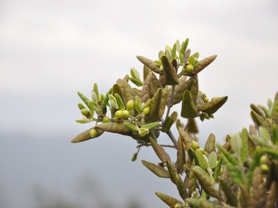 Peumus