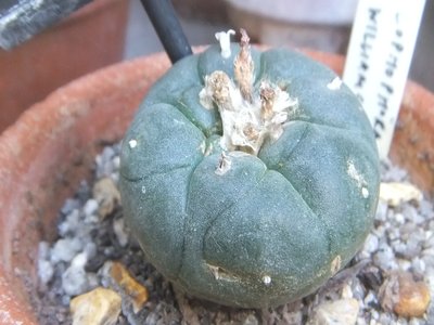 Peyote