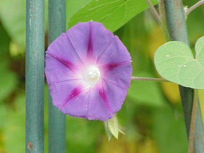 Pharbitis