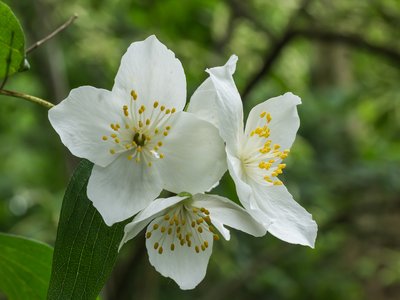 Philadelphus