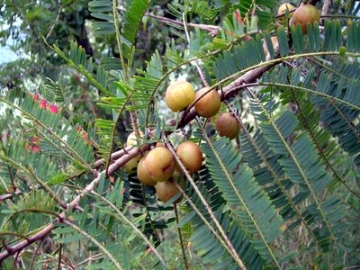 Phyllanthus