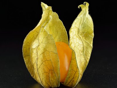 Physalis