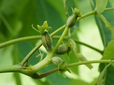 Pignut Hickory