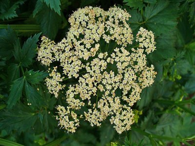 Pimpinella
