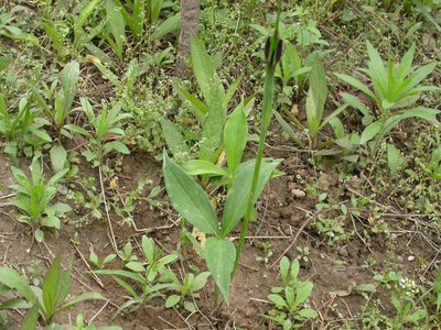 Pinellia