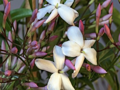Pink Jasmine