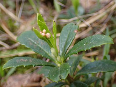 Pipsissewa