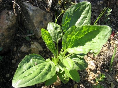 Plantago