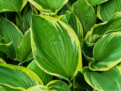 Plantain Lily