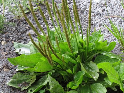 Plantain