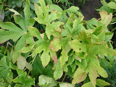 Podophyllum