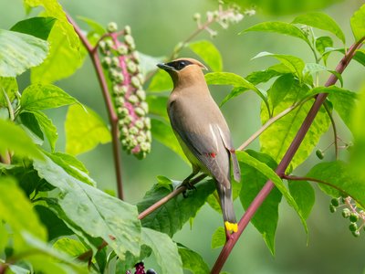Pokeweed