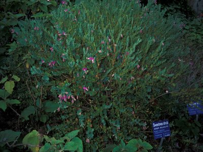 Polygala
