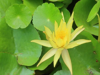 Pond Pennywort