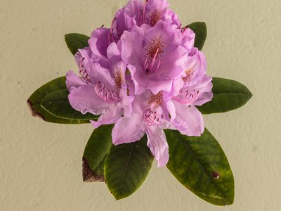Pontic Rhododendron