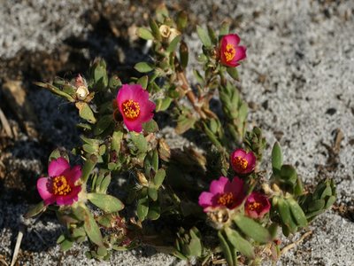 Portulaca