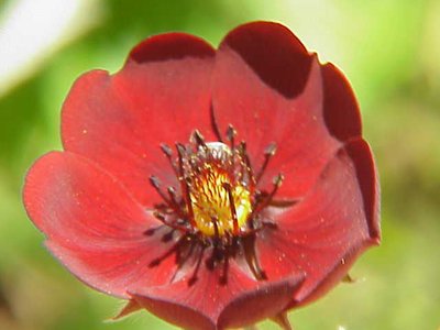 Potentilla