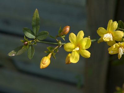 Primrose Jasmine