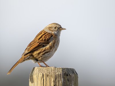 Prunella