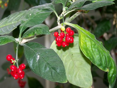 Psychotria