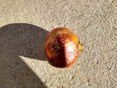 Punica