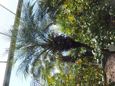 Pygmy Date Palm