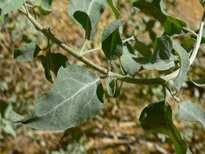 Quail Bush