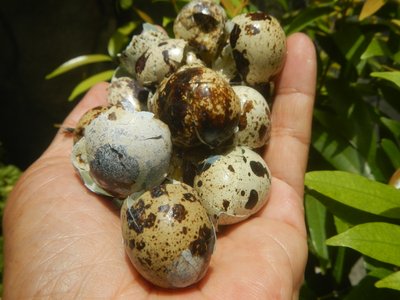 Quail Flower