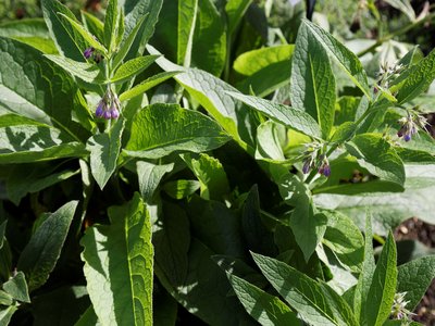 Quaker Boneset