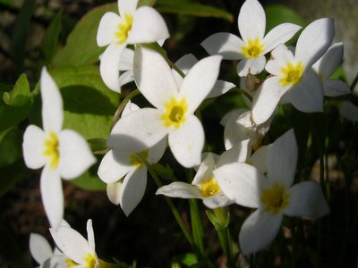 Quaker Ladies