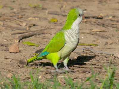 Quaker Parrot