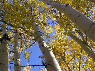 Quaking Aspen