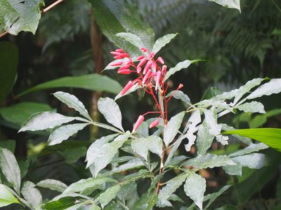 Quassia amara