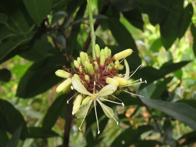 Quassia Bark