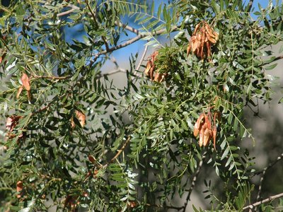 Quebrachia