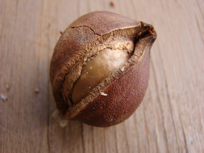 Queensland Nut