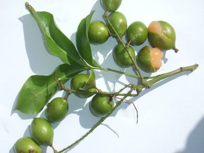 Quenepa