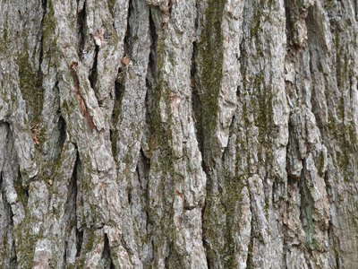 Quercus bicolor
