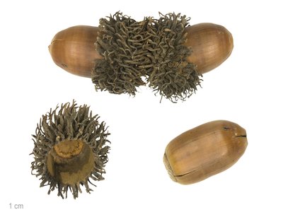 Quercus cerris