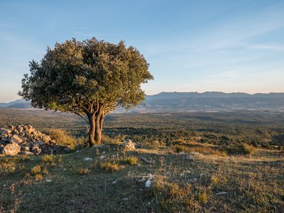 Quercus ilex